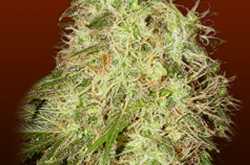 Rogue Thunder Marijuana seeds for sale | Weed seeds for sale | 420.in.nf