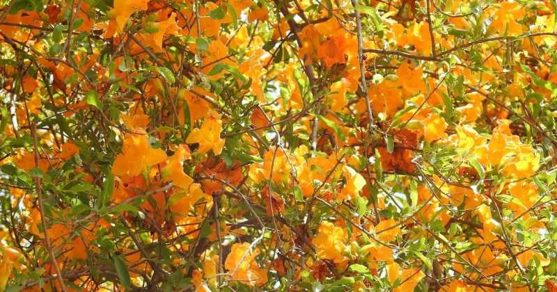 Roheda - The Dream In The Desert