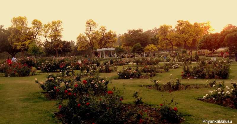 Rose Paradise In Chandigarh!