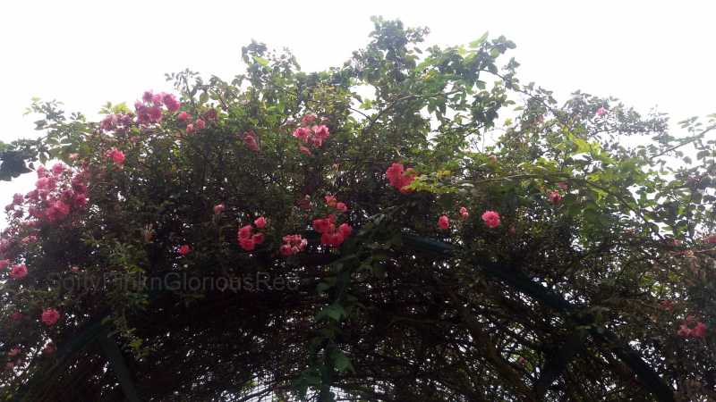 Roses!