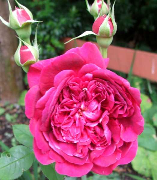 Roses- Queen Of Flowers Cotinues