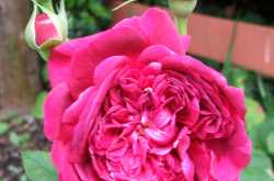 Roses- Queen of flowers Cotinues