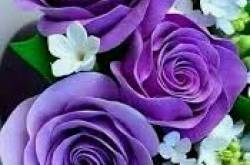 Roses for you my Friend