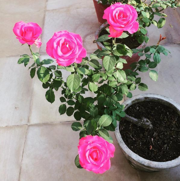 Roses In Any Other Name Will Smell As Sweet #instagood #instapic #instamood #flowers #picoftheday #photography #ig_india #igers #iphone