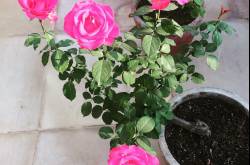 Roses in any other name will smell as sweet #instagood #instapic #instamood #flowers #picoftheday #photography #ig_india #igers #iphone