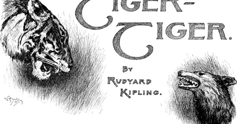 Royal Bengal Tiger - Bring Back The Roar