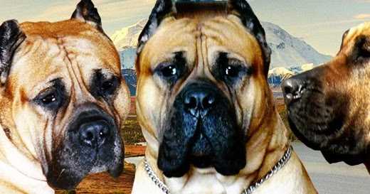 SHR AC & Heating - Best AC Repair In Plano TX