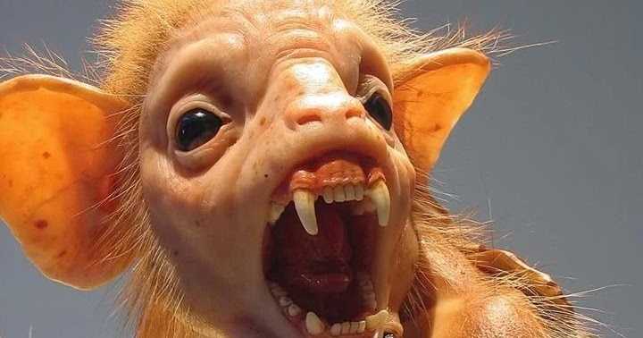 STRANGE AND INTERESTING BATS IN THE WORLD: WEIRD AND STRANGE BATS WORLD WIDE: SHOCKING PARANORMAL BATS IN THE WORLD