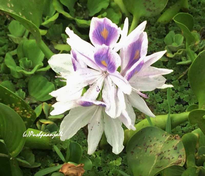 Sacred Plant-Removes Heavy Metals - Greenmoksha