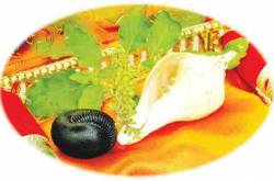 Sacred Saligramam ( Saligrama )