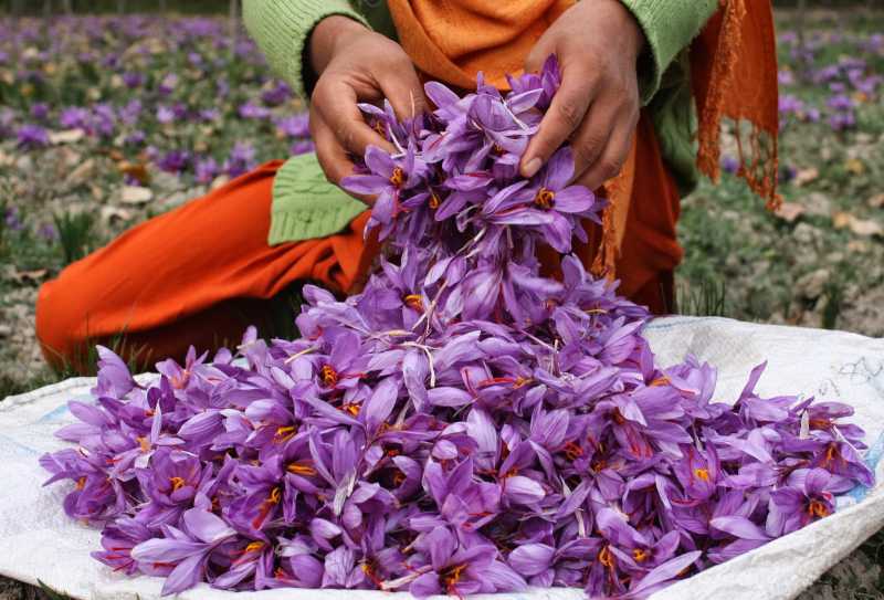 Saffron - An Expensive Spice That Has Enormous Values
