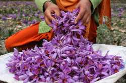 Saffron - An expensive spice that has enormous values
