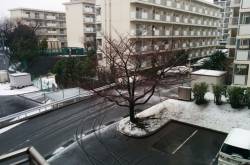 Sakura Season in Tokyo