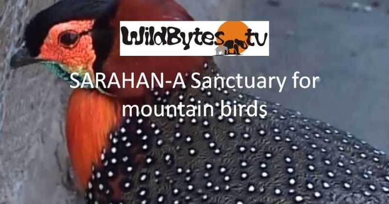 Sarahan-a Sanctuary For Mountain Birds