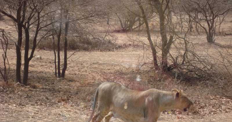 Sasan Gir Earthquake Epicenter - Bhukamp Na Mota Pachchi 57 Thi Vadhare NANA Aanchaka