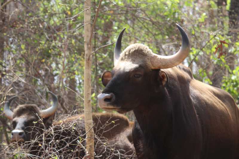 Satpura Ke Ghane Jungle