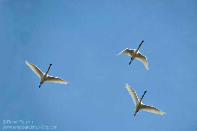 Sauntering - Feel The Peace & Freedom In Your Heart