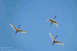 Sauntering - Feel the Peace & Freedom in your Heart