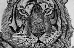 Save The Tiger Before They are Silenced Forever