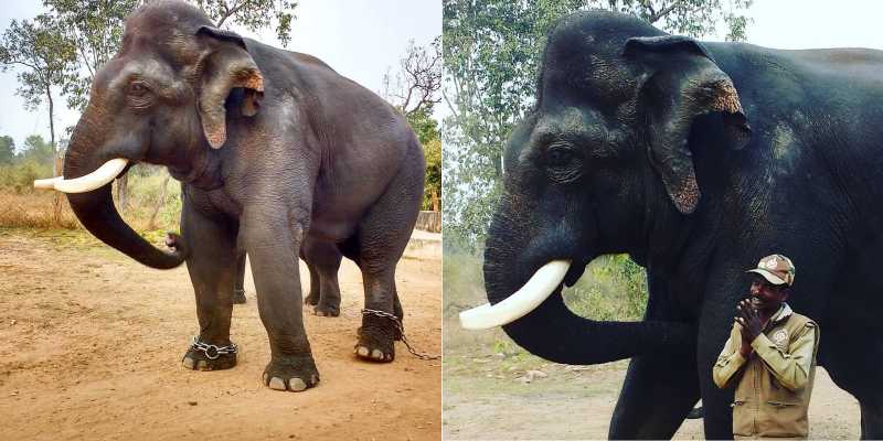 Save Wildlife: An Open Letter To Every Human