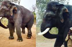 Save Wildlife: An Open letter to every Human