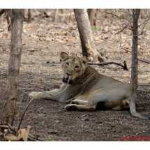 Save The Species- Before It Is Too Late