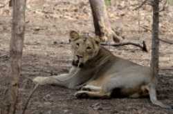 Save the Species- Before it is too late