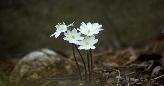 Say Yes To Saving Pani (Water) - With #CuttingPani Initiative