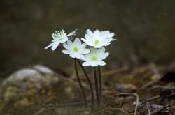 Say Yes to Saving Pani (Water) - With #CuttingPani Initiative