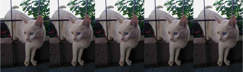 Schrodinger’s Cat Has Only One Life