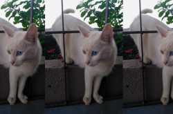 schrodinger’s cat has only one life