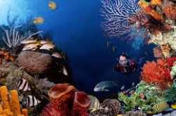 scuba diving - hikkaduwa