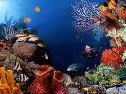 Scuba Diving - Lakshadweep