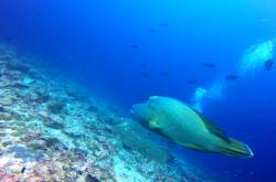 scuba diving in maafushi, with maldives passions
