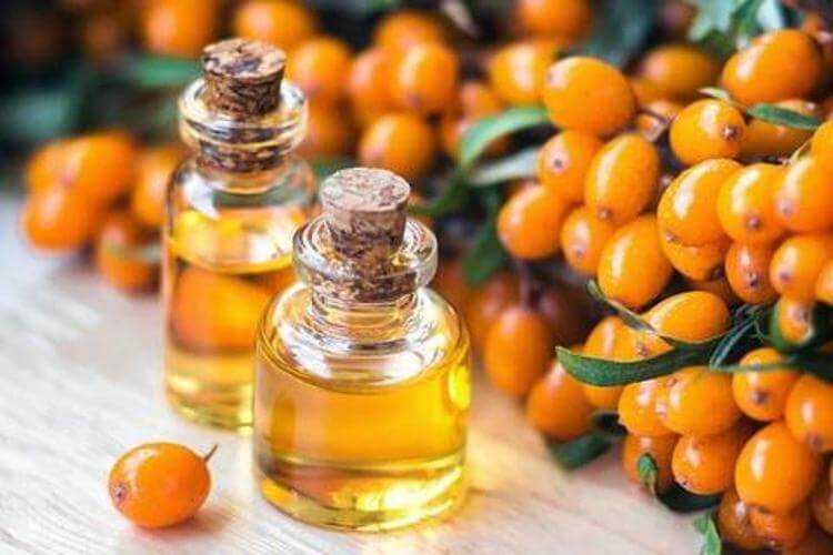 Sea Buckthorn Oil: Benefits, Classification, Nutritional Value, Properties