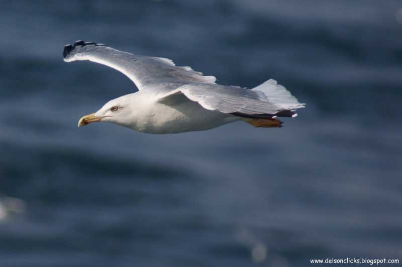 Sea Gull
