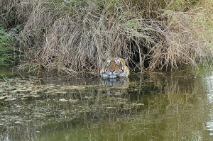 Season Round Up: Ranthambore - Tigerwalah