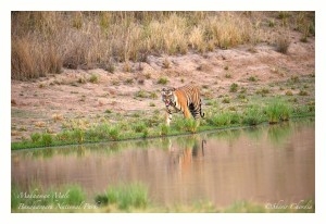 Season Round Up : Bandhavgarh - Tigerwalah