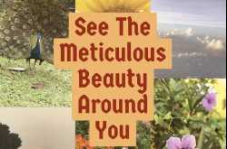 See The Meticulous Beauty Around You