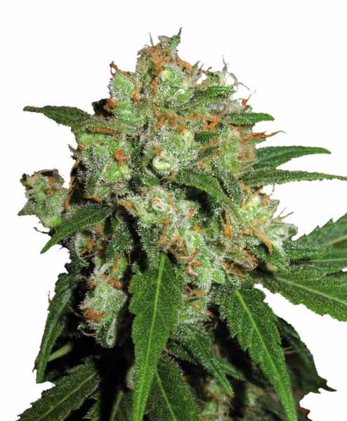 Sensi Skunk Feminized Weed Seeds | Feminized Cannabis Seeds