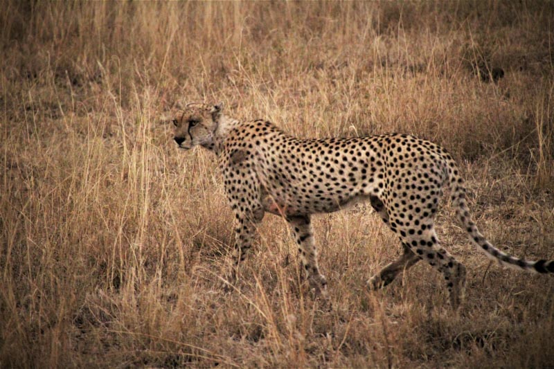Serengeti - Gateway To Wildlife Magic · Corners Of The World