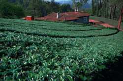 Seven Heavenly Plantation Stays in India