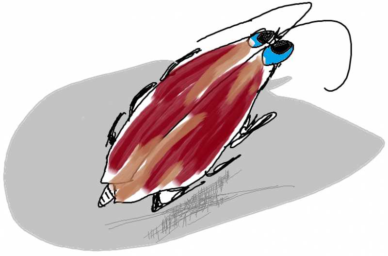 Sex Flies And Videotapes