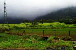 Shades of Green : Wordless Wednesday