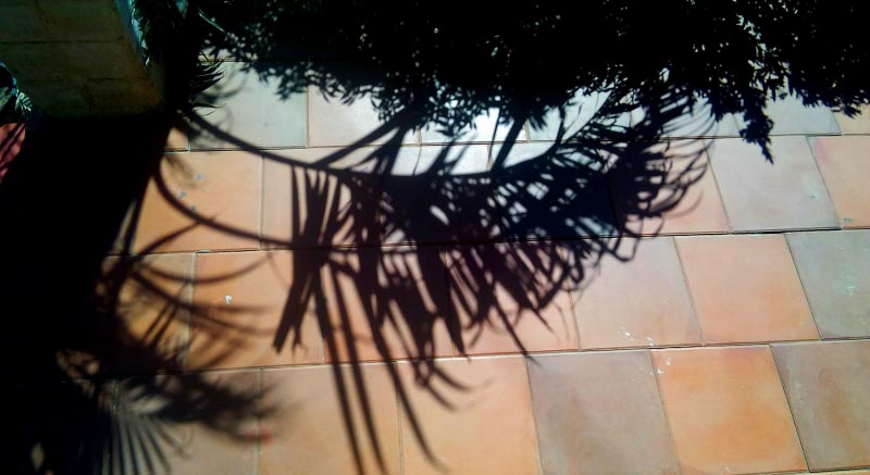 Shadows From The Garden