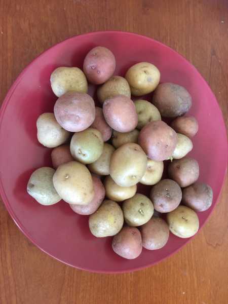 Shahi Aloo Baby Potato Gravy