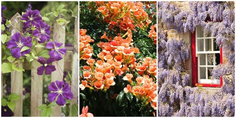 Sharpex Gardening Community | 5 Fast-Growing Flowering Vines For Your Garden