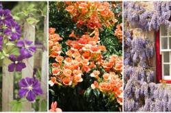 Sharpex Gardening Community | 5 Fast-Growing Flowering Vines for Your Garden