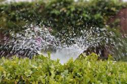 sharpex gardening community | best time to water your plants