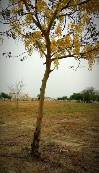 She Gives Away Her Best So That They Could Bloom